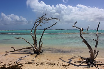 Dried-up trees on the beach 