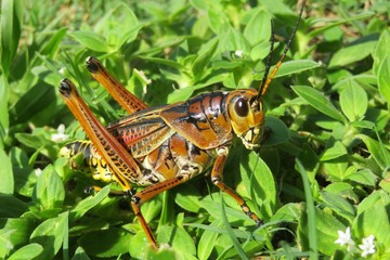 Tropical grasshopper on grass in Florida wild, closeup