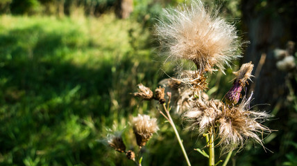 Silybum marianum fluffy flower close up