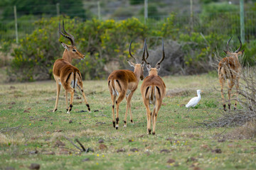 Impalas im südafrikanischen Busch