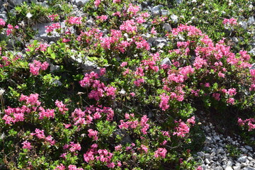 Rhododendron ferrugineum L. (Rosa delle alpi)