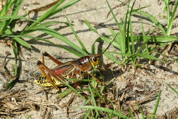 Tropical grasshopper in Florida wild, closeup