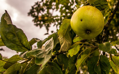 Apple tree fruitage ripe fruits on branch close up