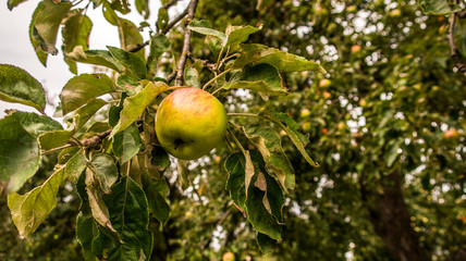 Apple tree fruitage ripe fruits on branch close up
