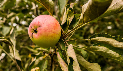 Apple tree fruitage ripe fruits on branch close up