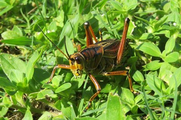Tropical grasshopper on grass in Florida nature, closeup