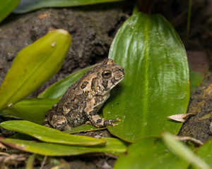Closeup of Common Eastern American Toad sitting on green aquatic plant leaves at edge of pond