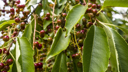 Rowan red berries on branch sorbus close up