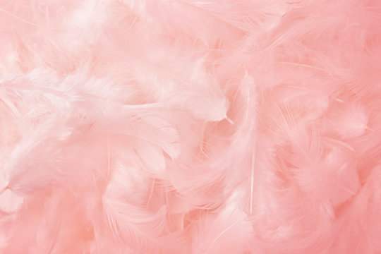 pink feathers texture background