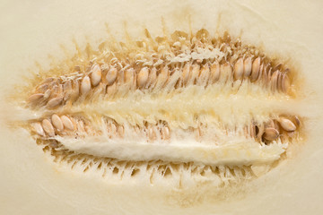 Close-up of halved ripe melon showing rows seeds. Cut melon texture.