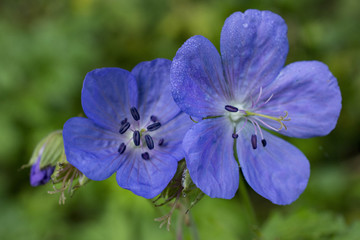 flowers blue yellow chrysanthemums chicory