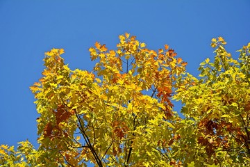 Bright colorful leaves on tree branches in autumn.