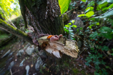 Ambiance sylvestre | L'Oeil de Mickaël
