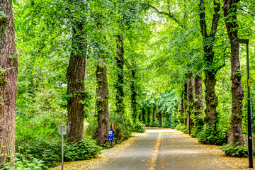 Fototapeta premium Scenic pathway lined with lush green trees