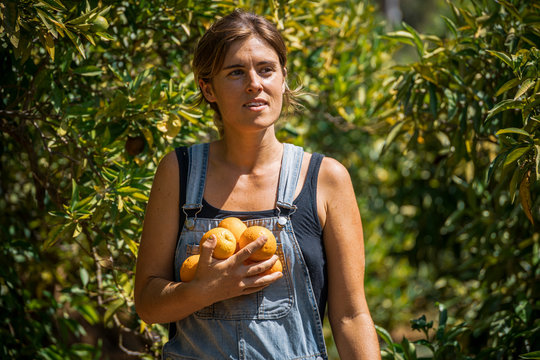 A young woman in dungarees walking through a green leaves on orange trees with an armful of fresh picked oranges