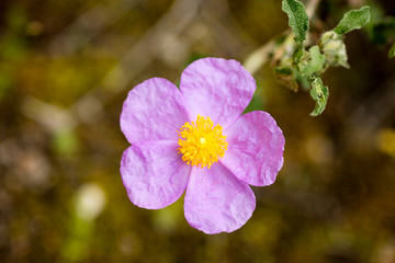 Wild purple flowers macro Cistus creticus cistaceae fifty megapixels no edit