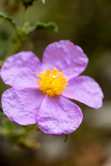 Wild purple flowers macro Cistus creticus cistaceae fifty megapixels no edit
