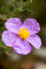 Wild purple flowers macro Cistus creticus cistaceae fifty megapixels no edit
