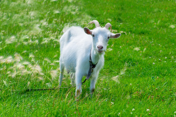 White goat stands on the green grass. Agriculture. Livestock.