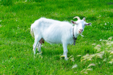 White goat stands on the green grass. Agriculture. Livestock.