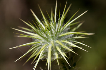 Wild flower macro cirsium vulgare compositae fifty megapixels no edit