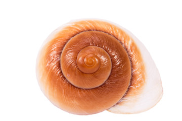 Sea shell of marine snail  isolated on white background, close up