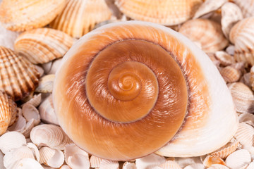 Background of collection of various sea shells , close up