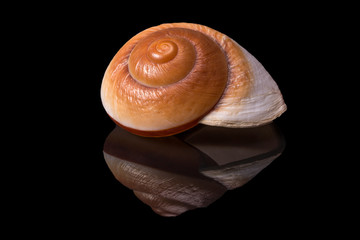 Sea shell of marine snail  isolated on black background, reflection