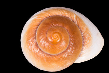 Sea shell of marine snail  isolated on black background, close up