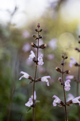 Wild white flowers macro salvia fruticosa lamiaceae fifty megapixels printables art