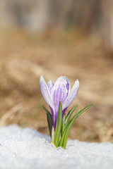 Crocus blossomed on a spring sunny day. A beautiful blue primrose on a background of brilliant white snow.