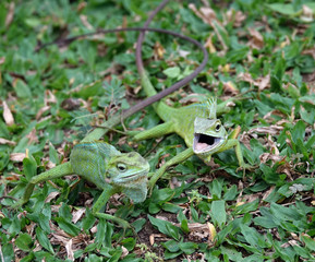 Petit iguane vert d'Indonésie à Java