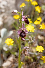 Wild flowers macro ophrys arachnitiformis orchidaceae fifty megapixels printables art