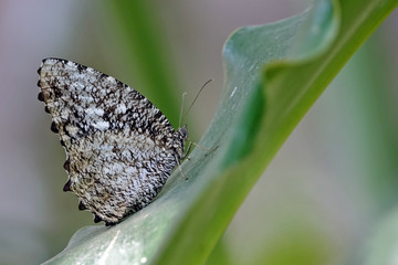 Papillon sur l'île de Java en Indonésie