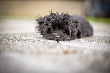 a Bolonka Zvetna puppy posing in front of the camera