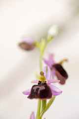 Wild flowers macro ophrys arachnitiformis orchidaceae fifty megapixels printables art