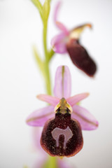Wild flowers macro ophrys arachnitiformis orchidaceae fifty megapixels printables art