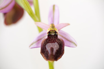 Wild flowers macro ophrys arachnitiformis orchidaceae fifty megapixels printables art