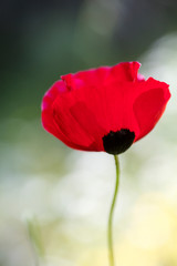 Wild red common papaver rhoeas macro papaveraceae fifty megapixels