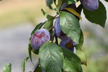juicy plums - waiting to be harvested