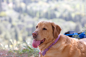 Labrador female dog sweet macro portrait fifty megapixels