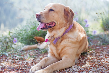 Labrador female dog sweet macro portrait fifty megapixels