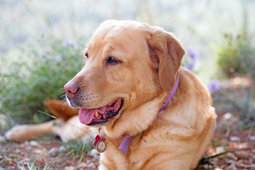 Labrador female dog sweet macro portrait fifty megapixels