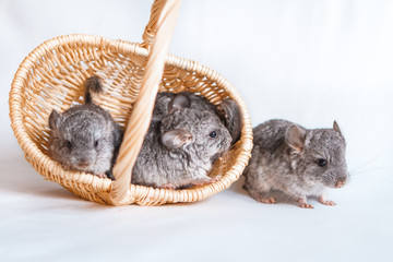 The concept of buying a new car. Pet, four young chinchilla isolated on a white background in a basket