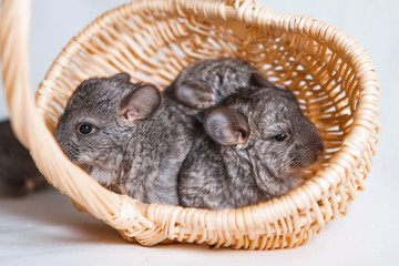 The concept of buying a new car. Pet, four young chinchilla isolated on a white background in a basket