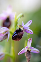 Wild flowers macro ophrys arachnitiformis orchidaceae fifty megapixels printables art