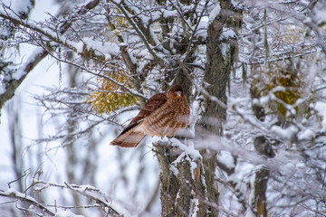 ave en árbol con nieve