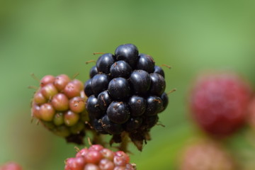 wild blackberries - waiting to be harvested