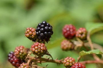 wild blackberries - waiting to be harvested