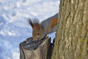 Manual squirrel gnaws seeds on the stump. Red squirrel in spring